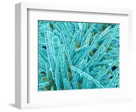 Marine Diatom-Micro Discovery-Framed Photographic Print