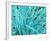 Marine Diatom-Micro Discovery-Framed Photographic Print