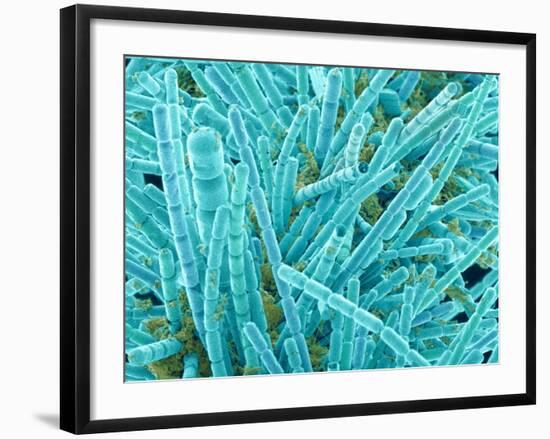 Marine Diatom-Micro Discovery-Framed Photographic Print