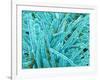 Marine Diatom-Micro Discovery-Framed Photographic Print