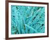 Marine Diatom-Micro Discovery-Framed Photographic Print