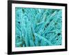 Marine Diatom-Micro Discovery-Framed Photographic Print