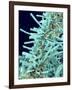 Marine Diatom-Micro Discovery-Framed Photographic Print