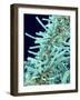 Marine Diatom-Micro Discovery-Framed Photographic Print