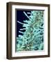 Marine Diatom-Micro Discovery-Framed Photographic Print