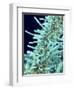 Marine Diatom-Micro Discovery-Framed Photographic Print