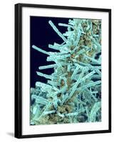 Marine Diatom-Micro Discovery-Framed Photographic Print