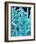 Marine Diatom-Micro Discovery-Framed Photographic Print