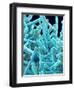 Marine Diatom-Micro Discovery-Framed Photographic Print