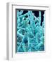 Marine Diatom-Micro Discovery-Framed Photographic Print