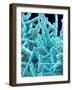 Marine Diatom-Micro Discovery-Framed Photographic Print