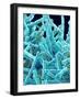 Marine Diatom-Micro Discovery-Framed Photographic Print