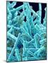 Marine Diatom-Micro Discovery-Mounted Photographic Print