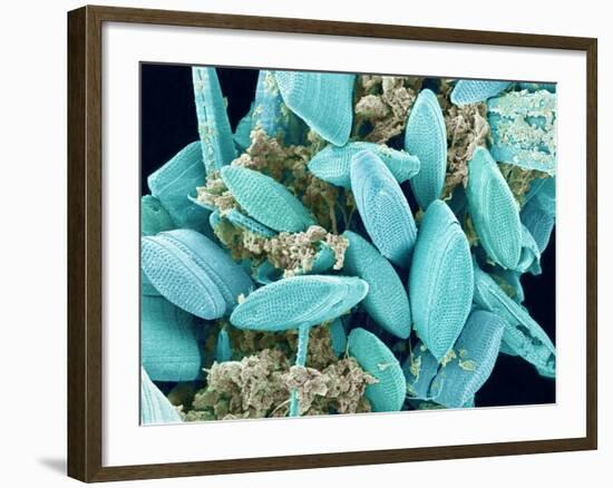 Marine Diatom-Micro Discovery-Framed Photographic Print