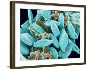 Marine Diatom-Micro Discovery-Framed Photographic Print