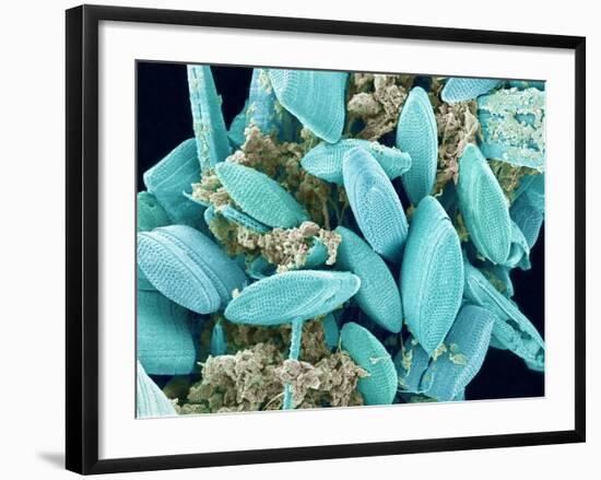 Marine Diatom-Micro Discovery-Framed Photographic Print