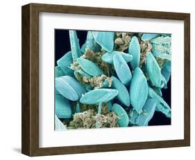 Marine Diatom-Micro Discovery-Framed Photographic Print