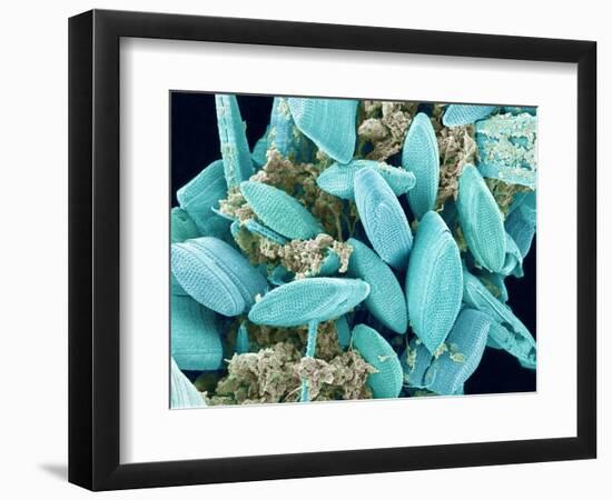 Marine Diatom-Micro Discovery-Framed Photographic Print