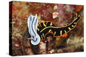 Marine Flatworm and a Sea Slug or Nudibranch (Chromodoris Willani)-Reinhard Dirscherl-Stretched Canvas