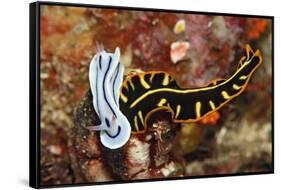 Marine Flatworm and a Sea Slug or Nudibranch (Chromodoris Willani)-Reinhard Dirscherl-Framed Stretched Canvas