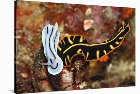 Marine Flatworm and a Sea Slug or Nudibranch (Chromodoris Willani)-Reinhard Dirscherl-Stretched Canvas