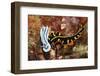 Marine Flatworm and a Sea Slug or Nudibranch (Chromodoris Willani)-Reinhard Dirscherl-Framed Photographic Print