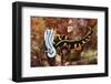 Marine Flatworm and a Sea Slug or Nudibranch (Chromodoris Willani)-Reinhard Dirscherl-Framed Photographic Print