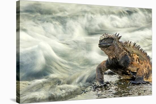 Marine Iguana (Amblyrhynchus Cristatus) on Rock Taken with Slow Shutter Speed to Show Motion-Ben Hall-Stretched Canvas