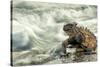 Marine Iguana (Amblyrhynchus Cristatus) on Rock Taken with Slow Shutter Speed to Show Motion-Ben Hall-Stretched Canvas