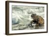 Marine Iguana (Amblyrhynchus Cristatus) on Rock Taken with Slow Shutter Speed to Show Motion-Ben Hall-Framed Photographic Print