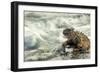 Marine Iguana (Amblyrhynchus Cristatus) on Rock Taken with Slow Shutter Speed to Show Motion-Ben Hall-Framed Photographic Print