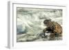 Marine Iguana (Amblyrhynchus Cristatus) on Rock Taken with Slow Shutter Speed to Show Motion-Ben Hall-Framed Photographic Print