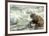 Marine Iguana (Amblyrhynchus Cristatus) on Rock Taken with Slow Shutter Speed to Show Motion-Ben Hall-Framed Photographic Print