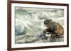 Marine Iguana (Amblyrhynchus Cristatus) on Rock Taken with Slow Shutter Speed to Show Motion-Ben Hall-Framed Photographic Print