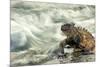 Marine Iguana (Amblyrhynchus Cristatus) on Rock Taken with Slow Shutter Speed to Show Motion-Ben Hall-Mounted Photographic Print