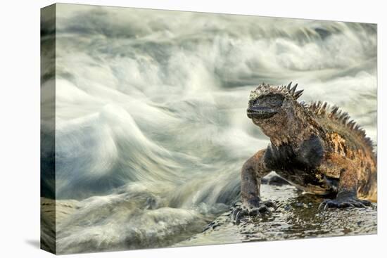 Marine Iguana (Amblyrhynchus Cristatus) on Rock Taken with Slow Shutter Speed to Show Motion-Ben Hall-Stretched Canvas