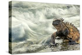 Marine Iguana (Amblyrhynchus Cristatus) on Rock Taken with Slow Shutter Speed to Show Motion-Ben Hall-Stretched Canvas