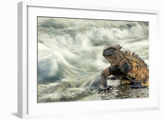 Marine Iguana (Amblyrhynchus Cristatus) on Rock Taken with Slow Shutter Speed to Show Motion-Ben Hall-Framed Photographic Print