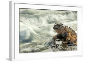 Marine Iguana (Amblyrhynchus Cristatus) on Rock Taken with Slow Shutter Speed to Show Motion-Ben Hall-Framed Photographic Print