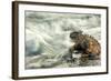 Marine Iguana (Amblyrhynchus Cristatus) on Rock Taken with Slow Shutter Speed to Show Motion-Ben Hall-Framed Photographic Print