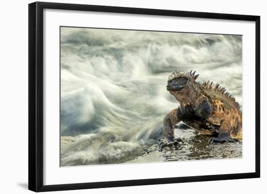 Marine Iguana (Amblyrhynchus Cristatus) on Rock Taken with Slow Shutter Speed to Show Motion-Ben Hall-Framed Photographic Print