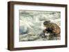 Marine Iguana (Amblyrhynchus Cristatus) on Rock Taken with Slow Shutter Speed to Show Motion-Ben Hall-Framed Photographic Print