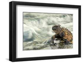 Marine Iguana (Amblyrhynchus Cristatus) on Rock Taken with Slow Shutter Speed to Show Motion-Ben Hall-Framed Photographic Print