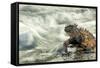 Marine Iguana (Amblyrhynchus Cristatus) on Rock Taken with Slow Shutter Speed to Show Motion-Ben Hall-Framed Stretched Canvas