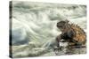 Marine Iguana (Amblyrhynchus Cristatus) on Rock Taken with Slow Shutter Speed to Show Motion-Ben Hall-Stretched Canvas