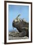 Marine Iguana (Amblyrhynchus Cristatus) on Rock with Lava Lizard Sitting on its Head-Ben Hall-Framed Photographic Print