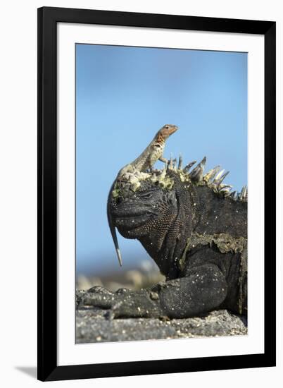 Marine Iguana (Amblyrhynchus Cristatus) on Rock with Lava Lizard Sitting on its Head-Ben Hall-Framed Photographic Print