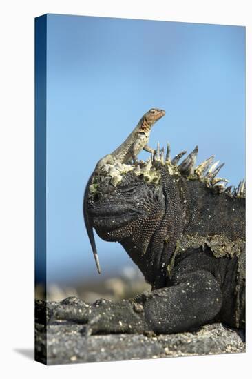 Marine Iguana (Amblyrhynchus Cristatus) on Rock with Lava Lizard Sitting on its Head-Ben Hall-Stretched Canvas