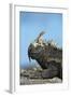 Marine Iguana (Amblyrhynchus Cristatus) on Rock with Lava Lizard Sitting on its Head-Ben Hall-Framed Photographic Print