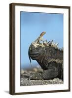 Marine Iguana (Amblyrhynchus Cristatus) on Rock with Lava Lizard Sitting on its Head-Ben Hall-Framed Photographic Print